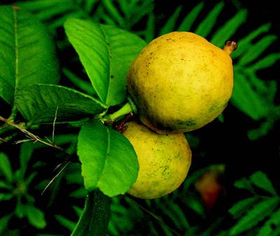 Citrus medica